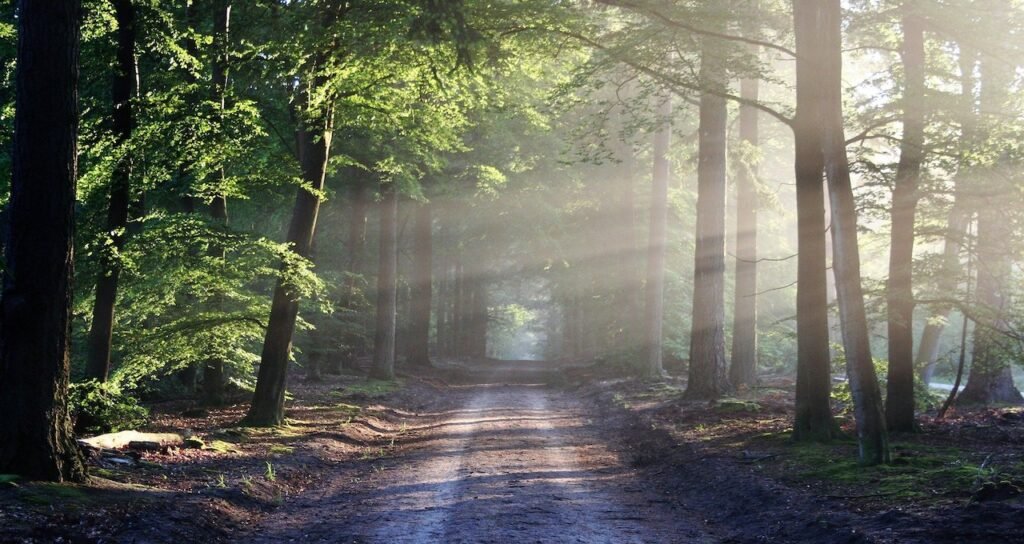 Walking in Nature - Avenue of Trees