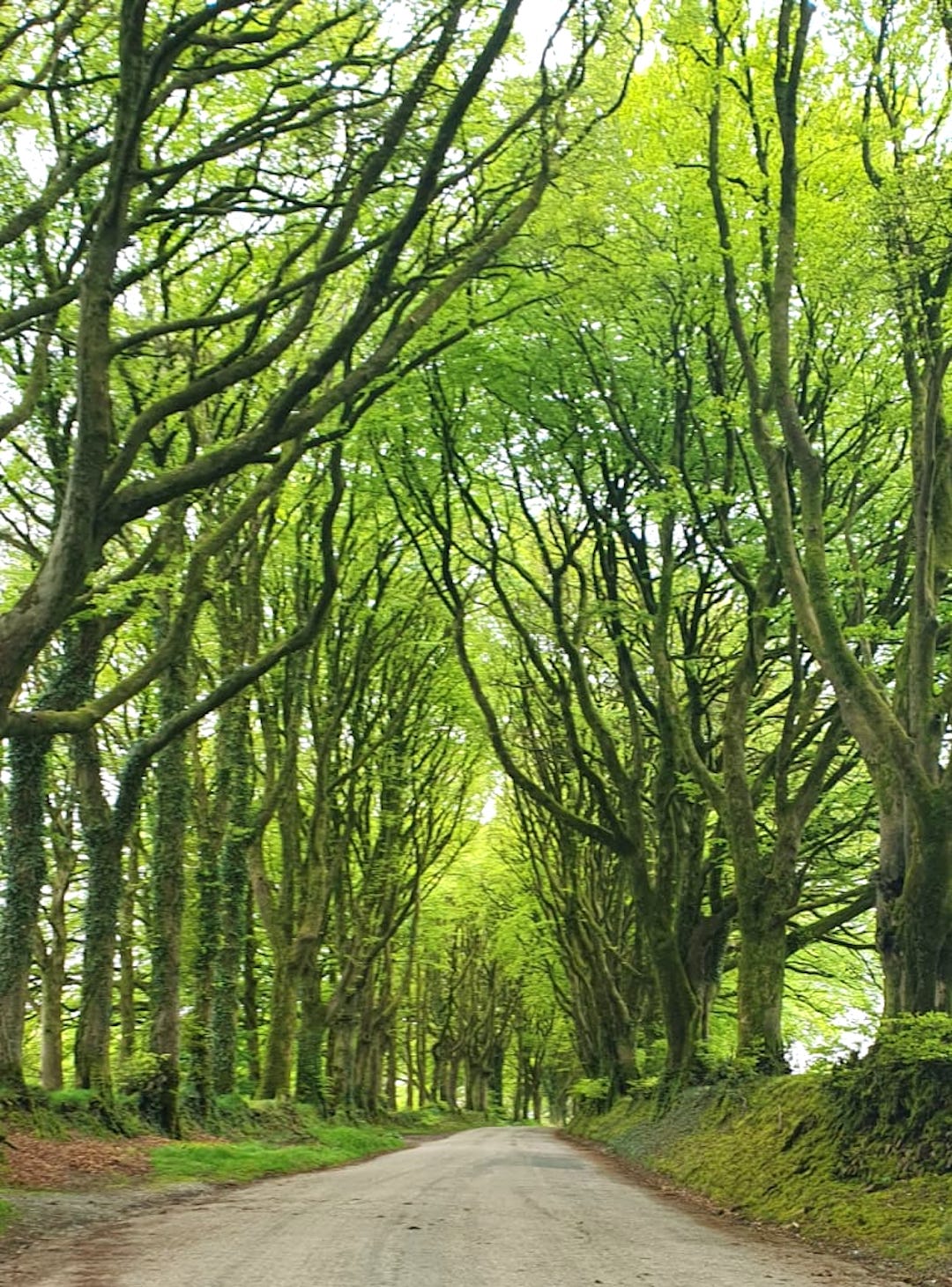 Avenue of Trees - We have a symbiotic relationship with trees. We exhale carbon dioxide which they take in, and in turn they give us the oxygen we breathe. They provide us with shelter, support, shade and food. It is our job to do all we can to protect them.